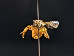 Dieunomia nevadensis bakeri