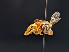 Dieunomia nevadensis bakeri