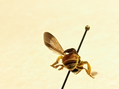 Dieunomia nevadensis bakeri