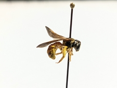 Dieunomia nevadensis bakeri