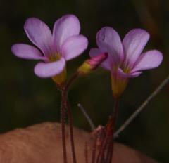 Oxalis punctata