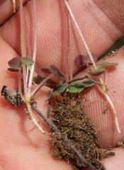 Oxalis punctata