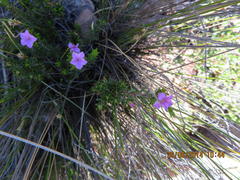 Acmadenia maculata