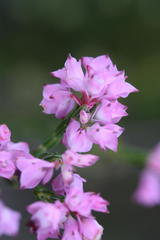 Lamprotis