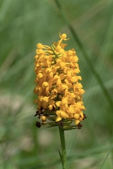Platanthera integra