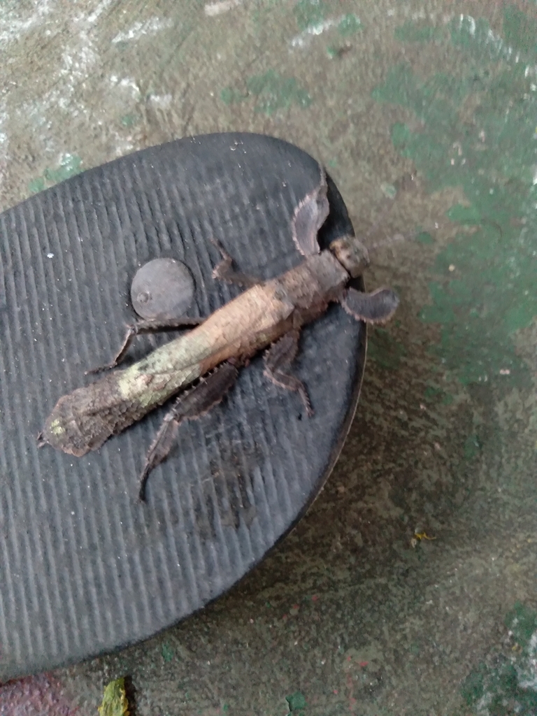 Prisopus ohrtmanni