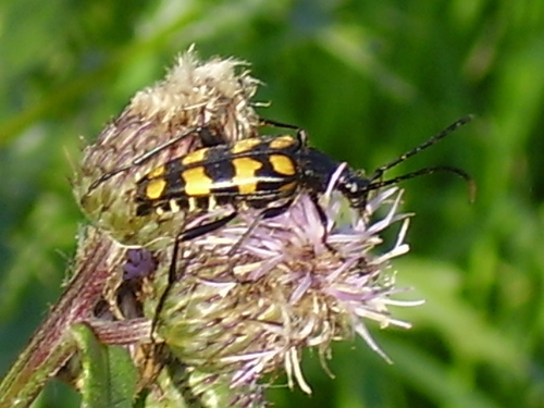 fuzáč štvorpruhový (Leptura quadrifasciata)