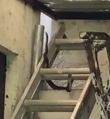 Crotalus polystictus