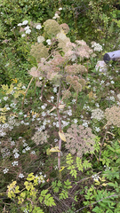 Angelica sylvestris