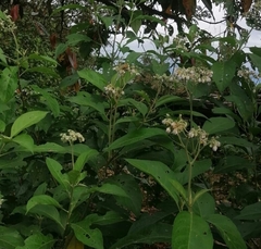 Deutzia pulchra