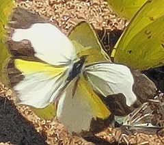 Abaeis mexicana