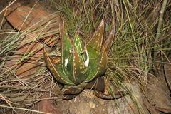 Gasteria nitida