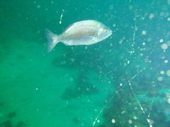 Pachymetopon blochii