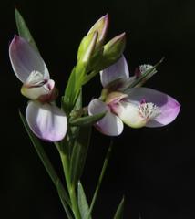 Polygala langebergensis