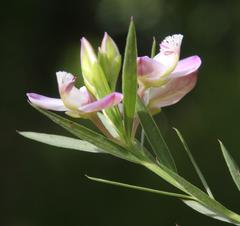 Polygala langebergensis