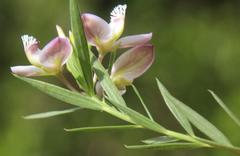 Polygala langebergensis