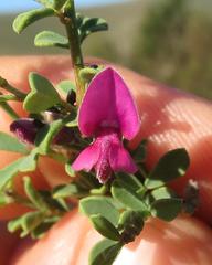 Indigofera denudata