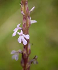 Striga gesnerioides