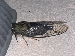 Neotibicen pruinosus