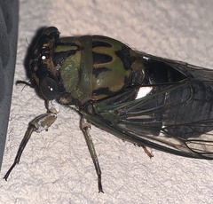 Neotibicen pruinosus
