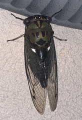 Neotibicen pruinosus