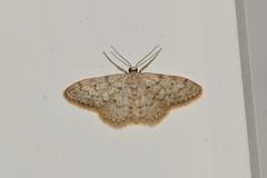 Idaea alyssumata