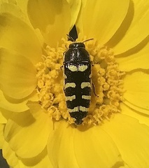 Acmaeodera alicia