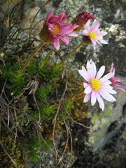 Polyarrhena imbricata