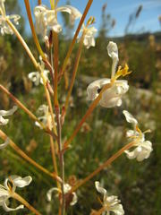 Tritoniopsis nervosa