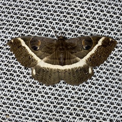Erebus terminitincta