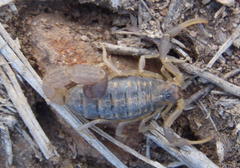 Uroplectes triangulifer