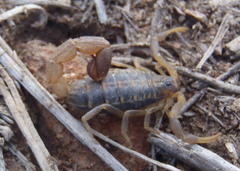 Uroplectes triangulifer