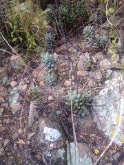 Pachyphytum compactum