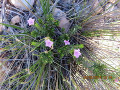 Acmadenia maculata