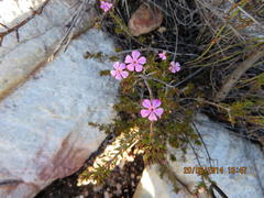 Acmadenia maculata