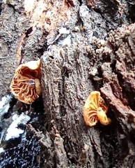 Phaeomarasmius