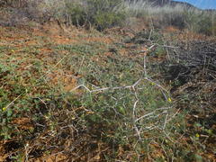 Asparagus exuvialis