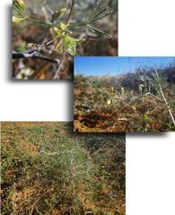 Asparagus exuvialis