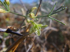 Asparagus exuvialis