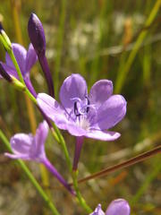 Thereianthus juncifolius