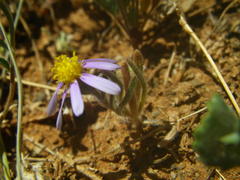 Felicia merxmuelleri