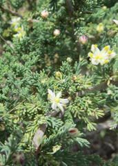 Asparagus capensis capensis