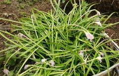 Zephyranthes rosea
