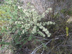 Asparagus capensis capensis
