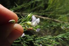 Psoralea axillaris