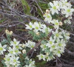 Asparagus capensis capensis