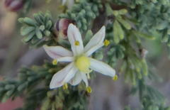 Asparagus capensis capensis