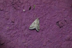 Odontiinae