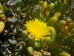 Malephora crassa