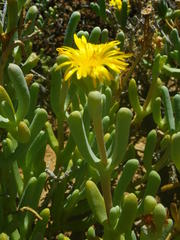 Malephora crassa